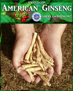 American Ginseng Roots